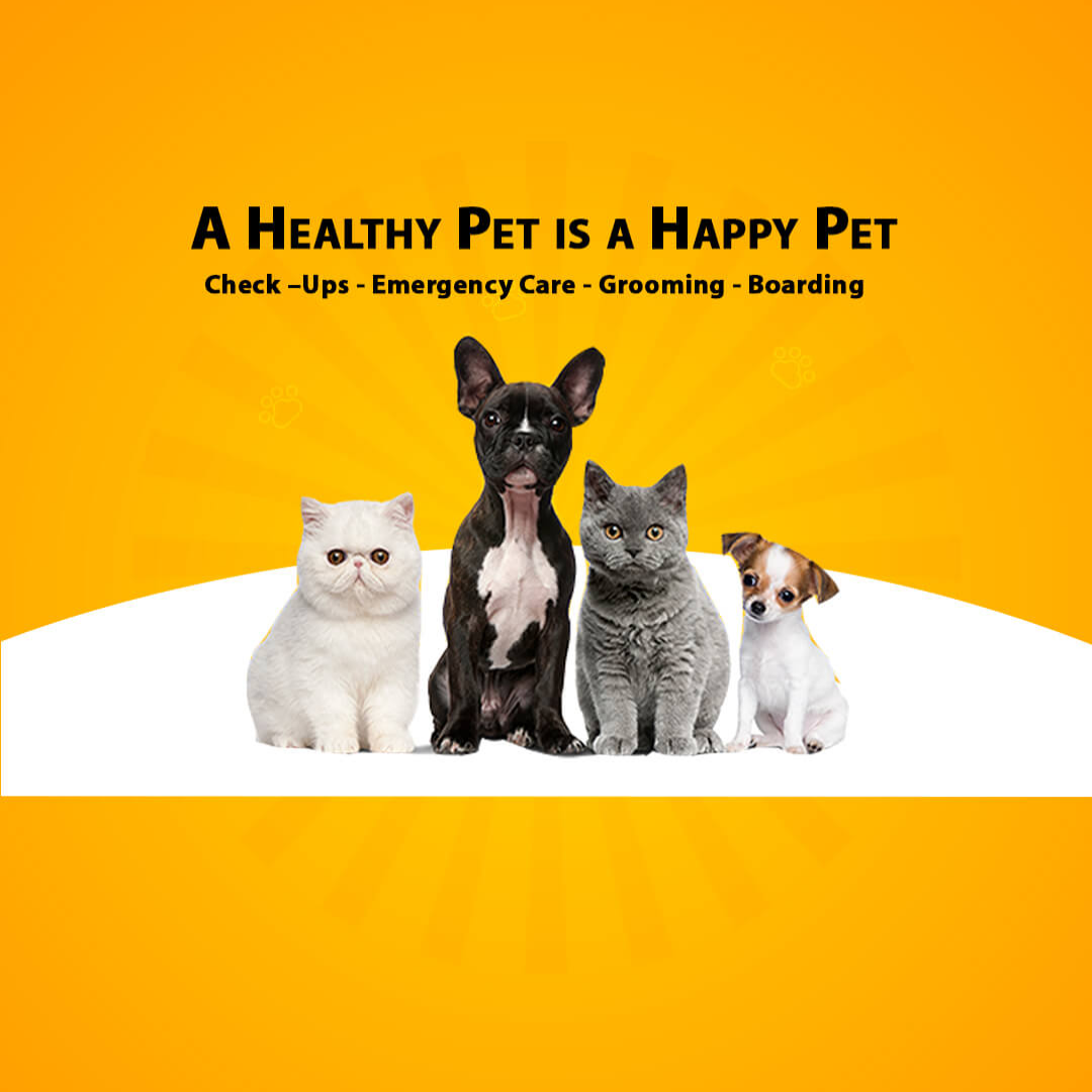 Animal Care
