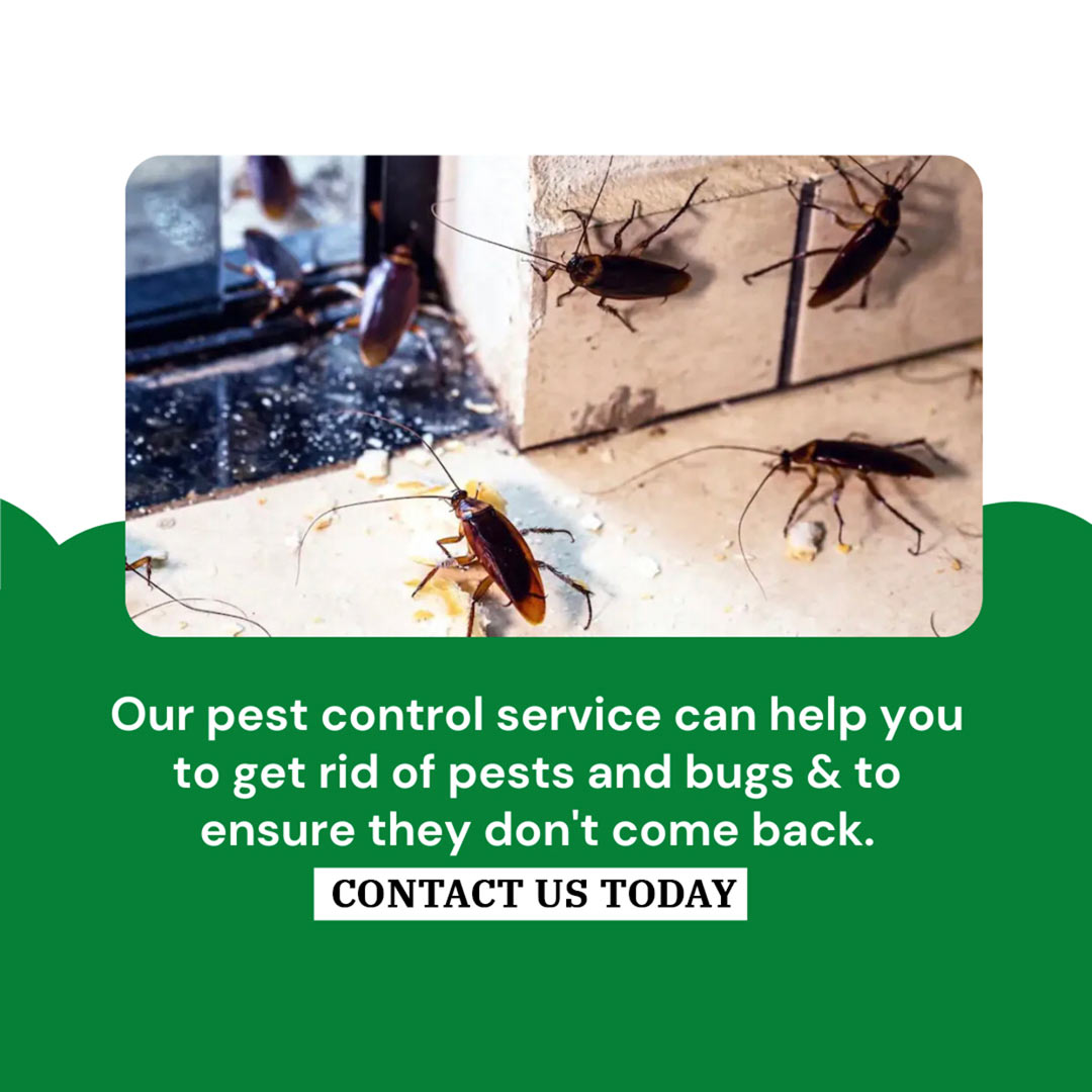 Pest Control