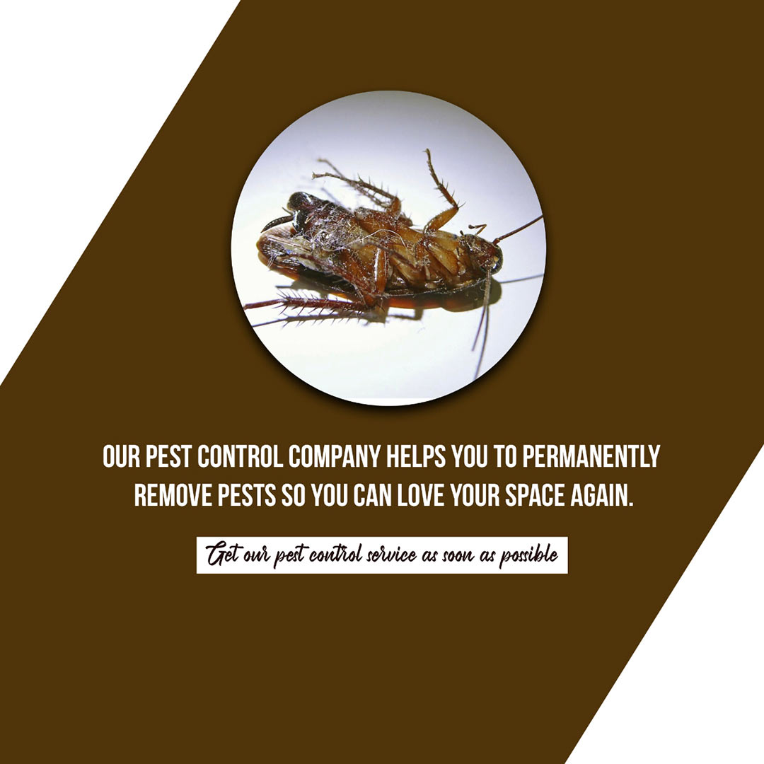 Pest Control