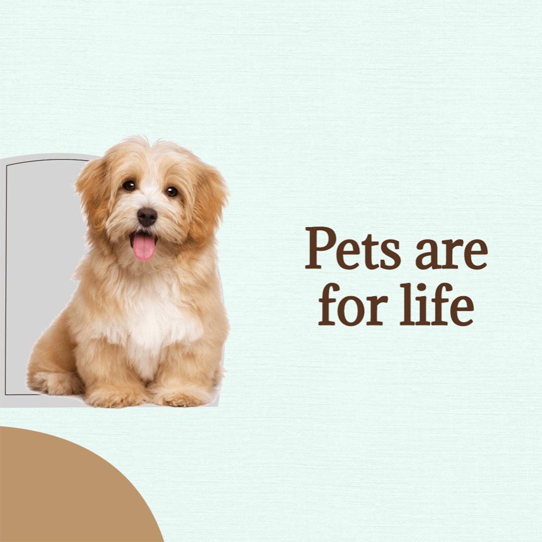 Pet Shop