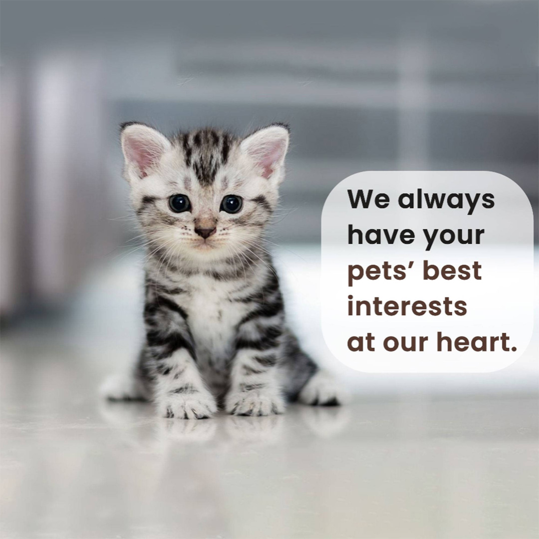 Pet Shop