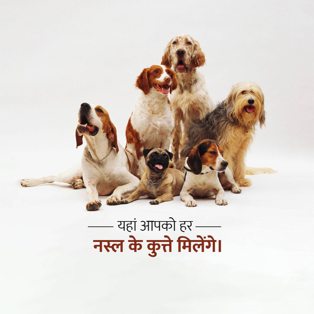 Pet Shop