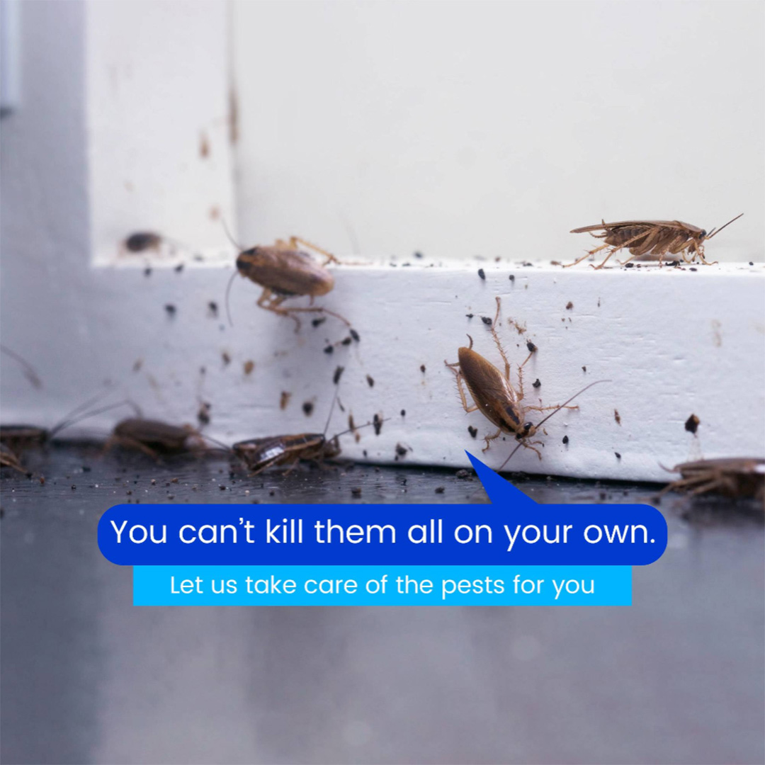 Pest Control