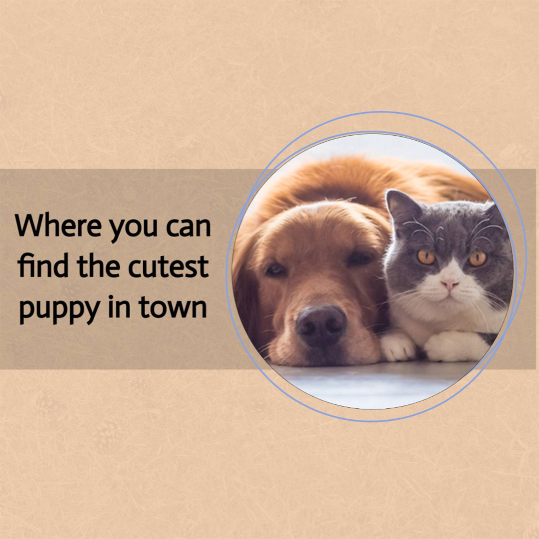 Pet Shop
