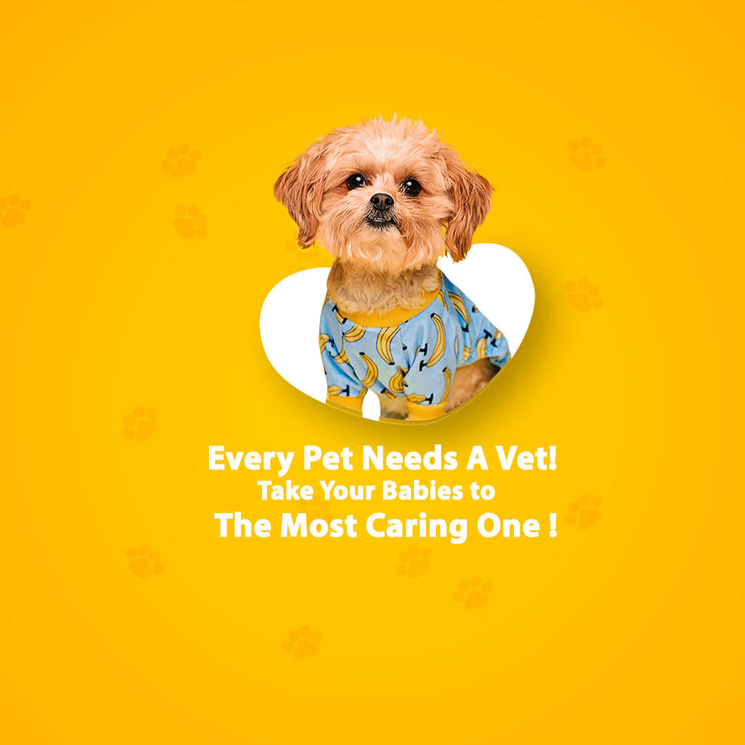 Animal Care