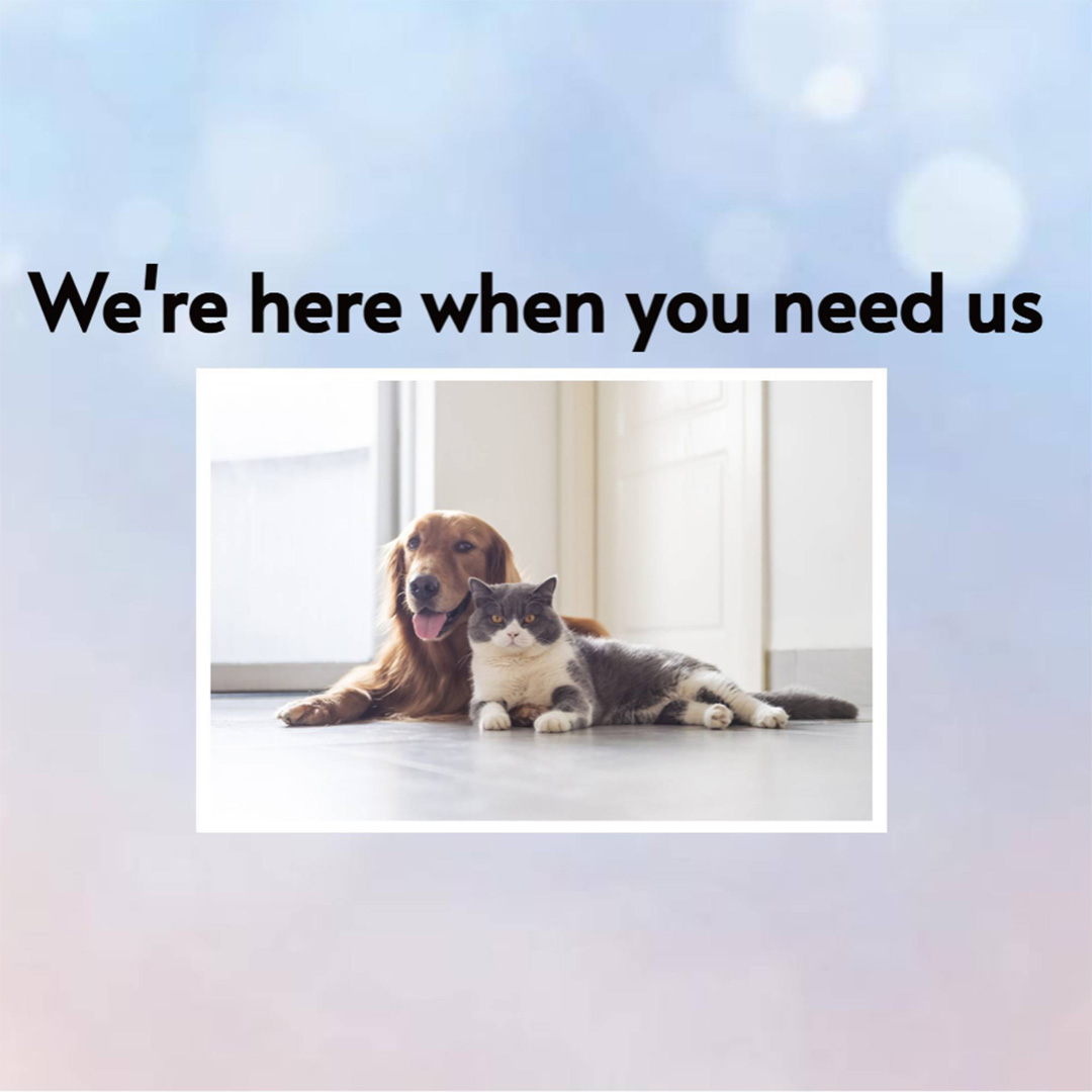 Pet Shop