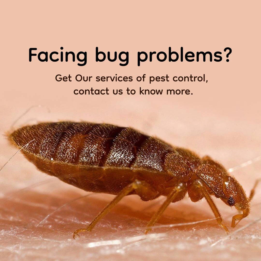 Pest Control