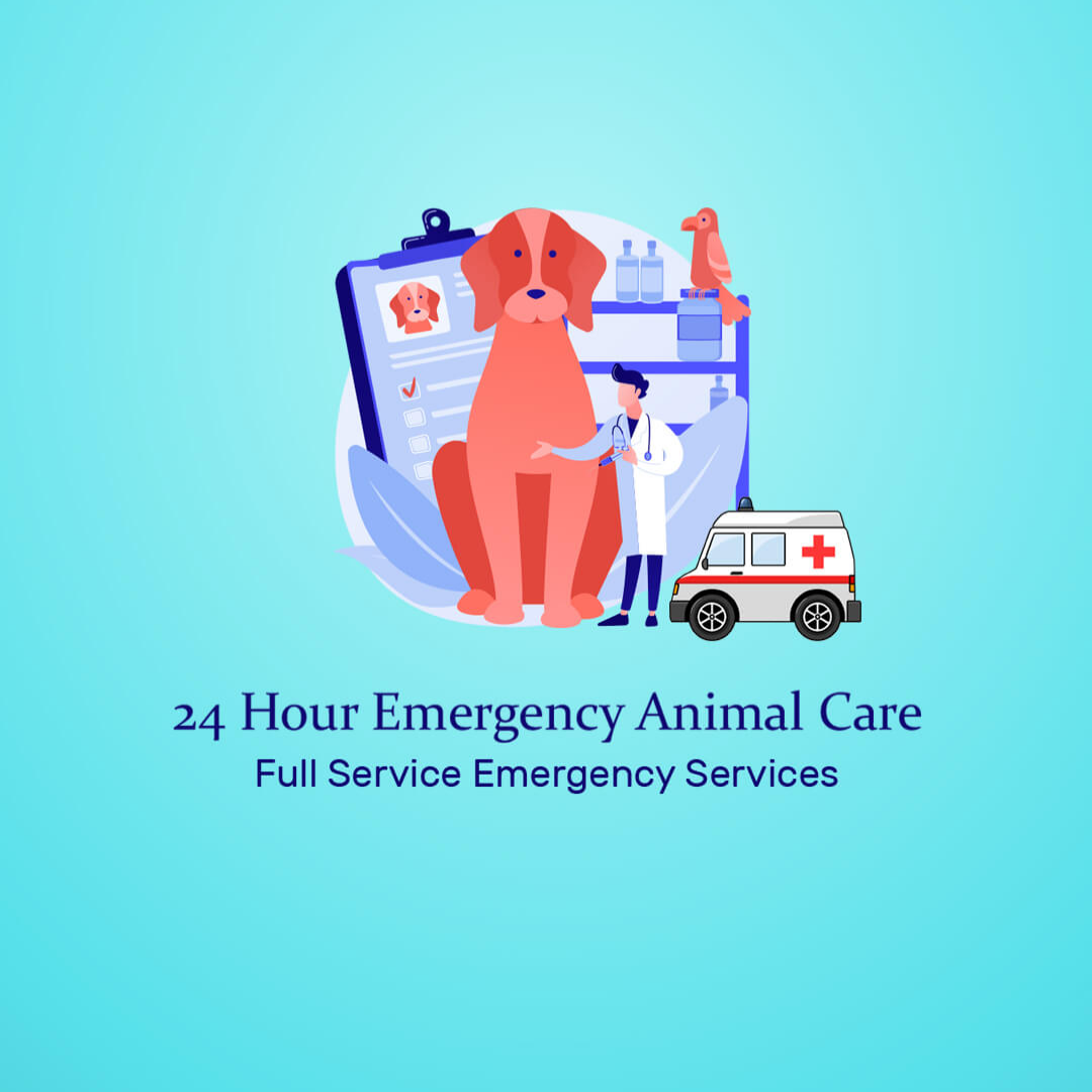Animal Care