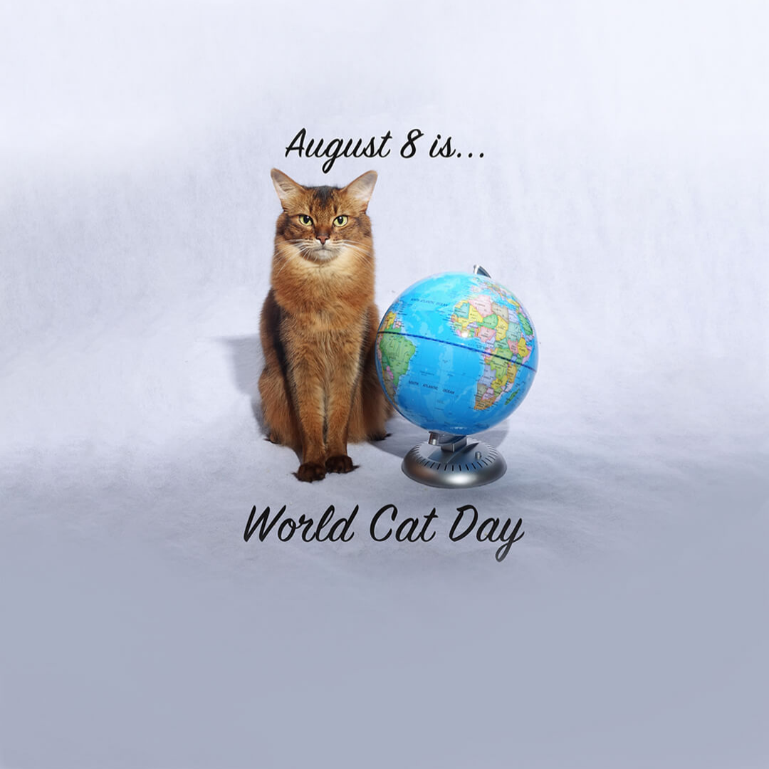 World Cat Day