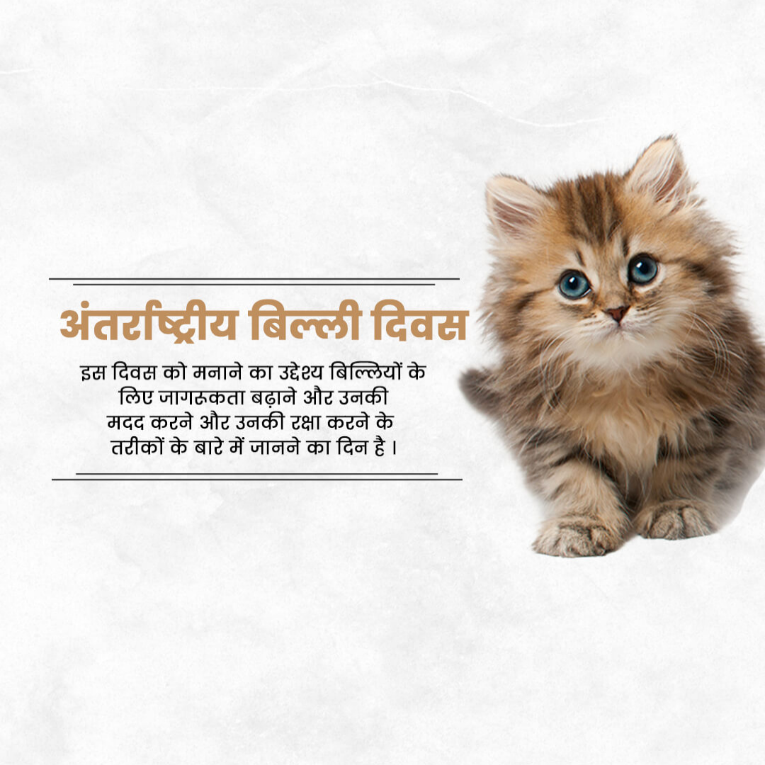 World Cat Day