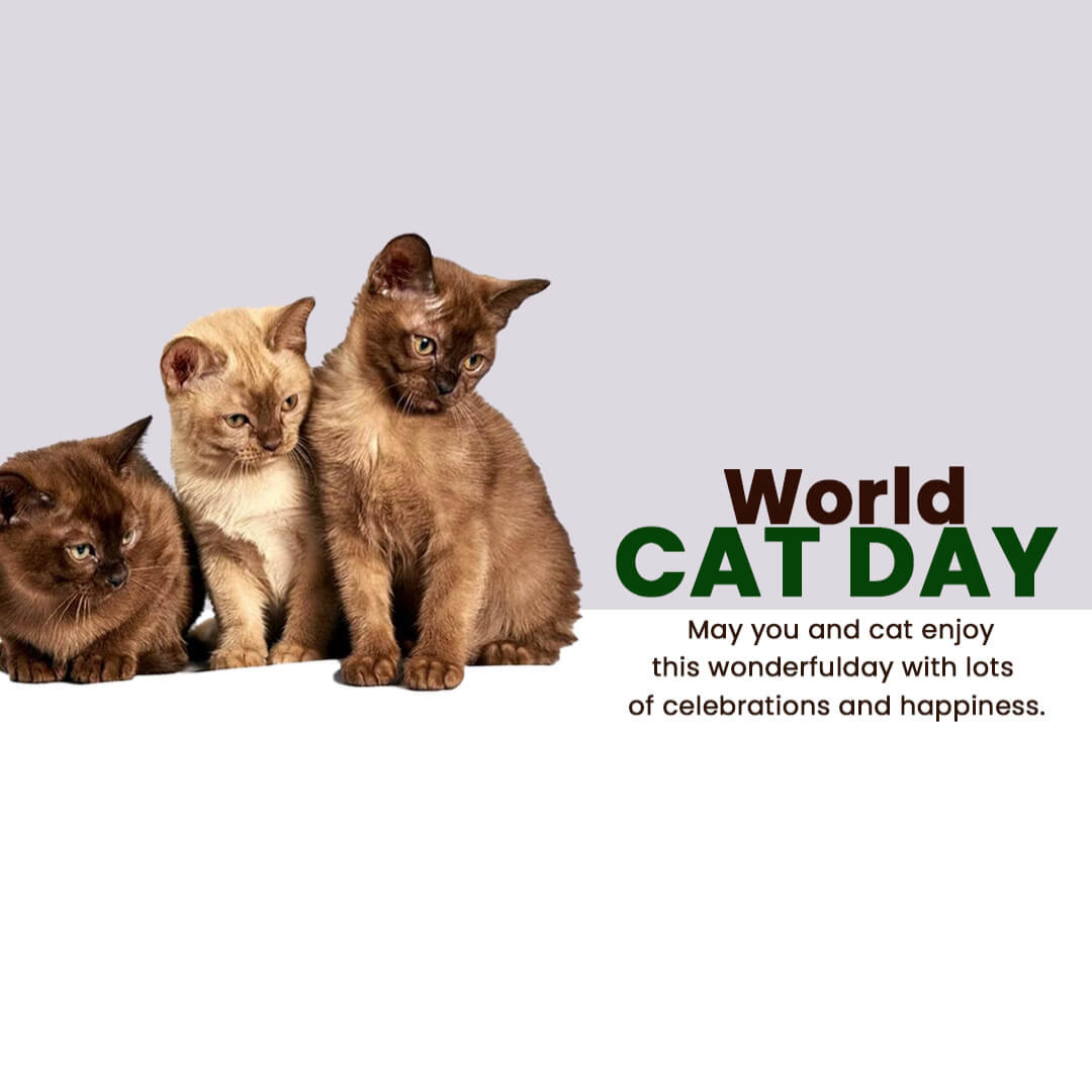 World Cat Day