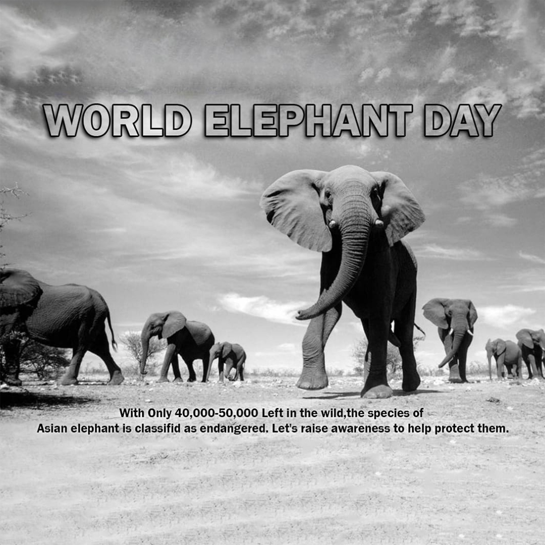 World Elephant Day