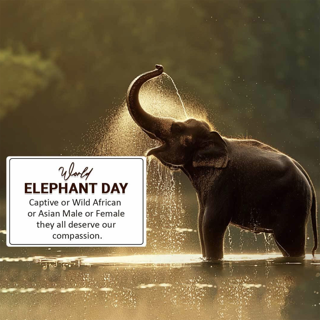 World Elephant Day