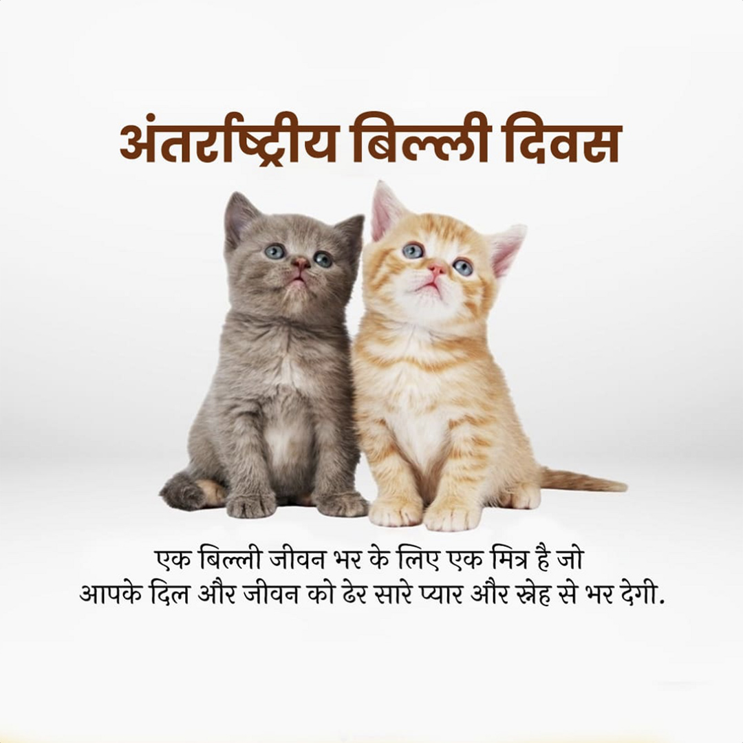 World Cat Day