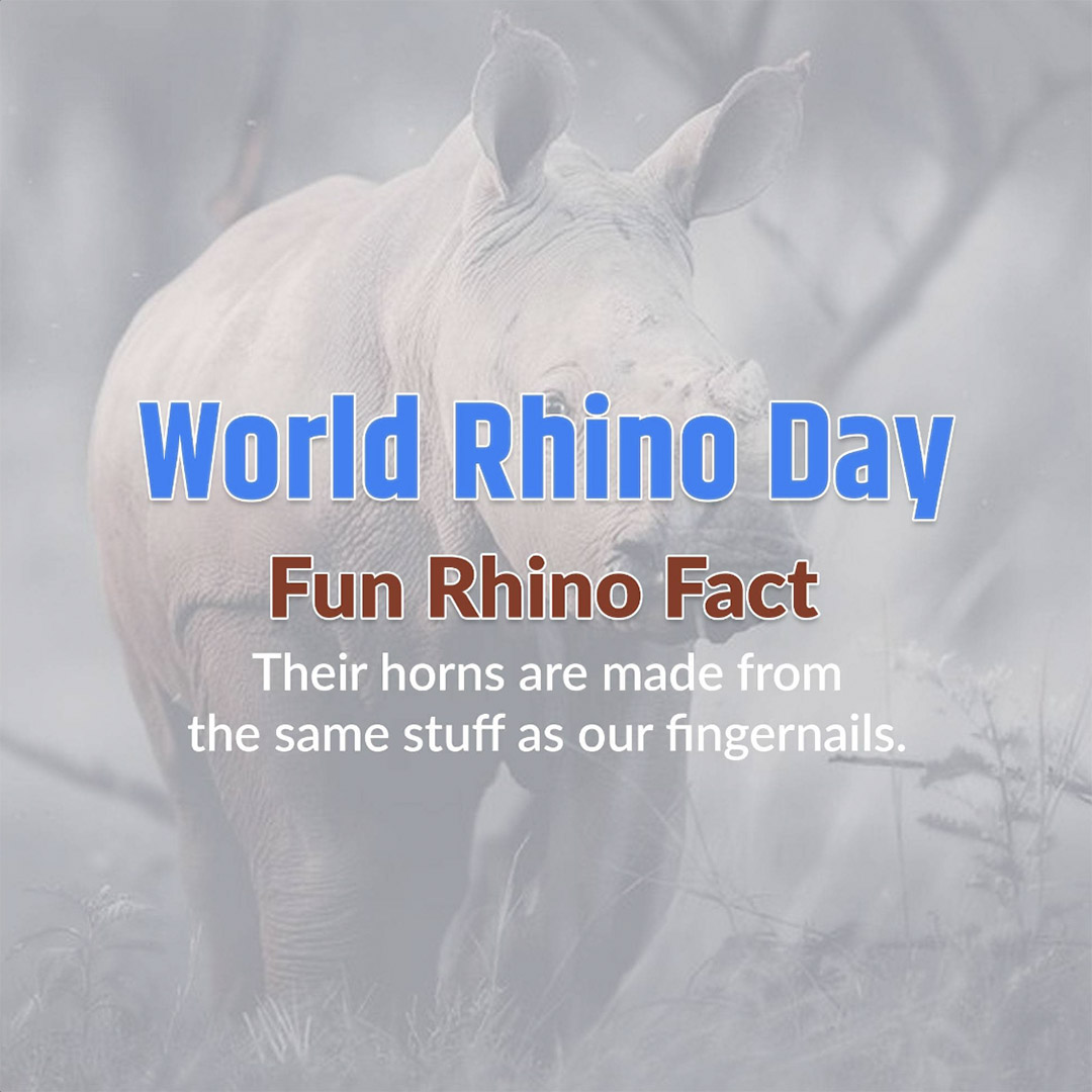 World Rhino Day