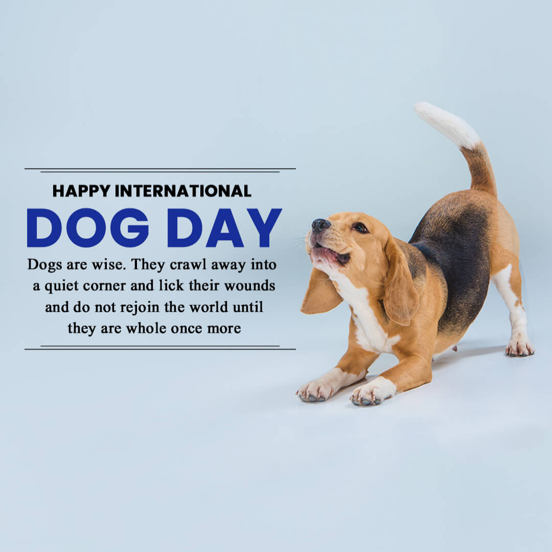 International Dog Day