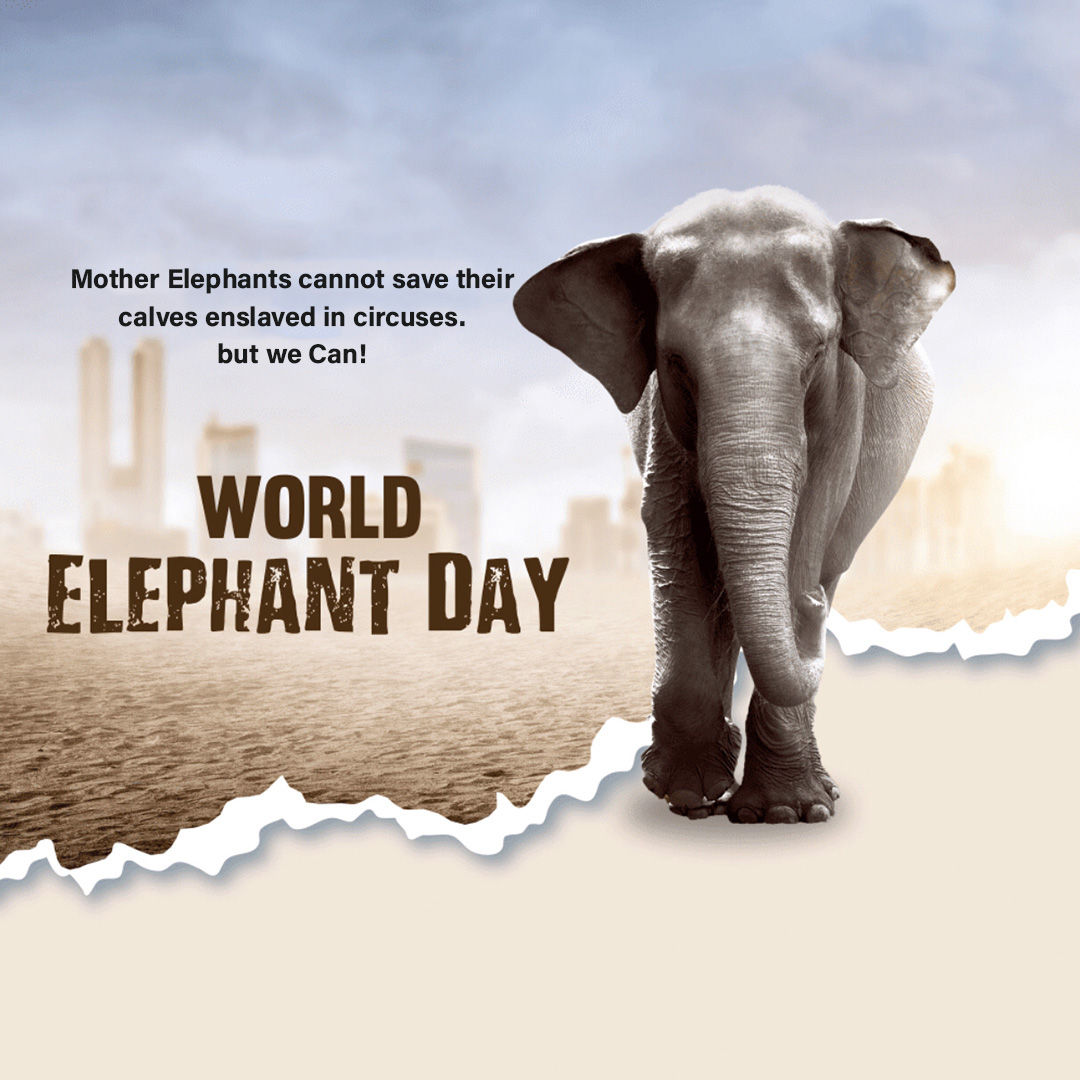 World Elephant Day