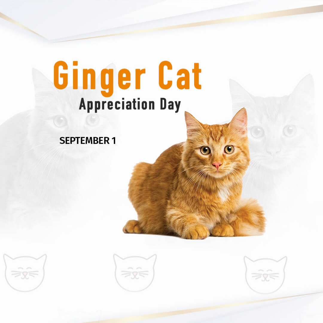 Ginger Cat Appreciation Day