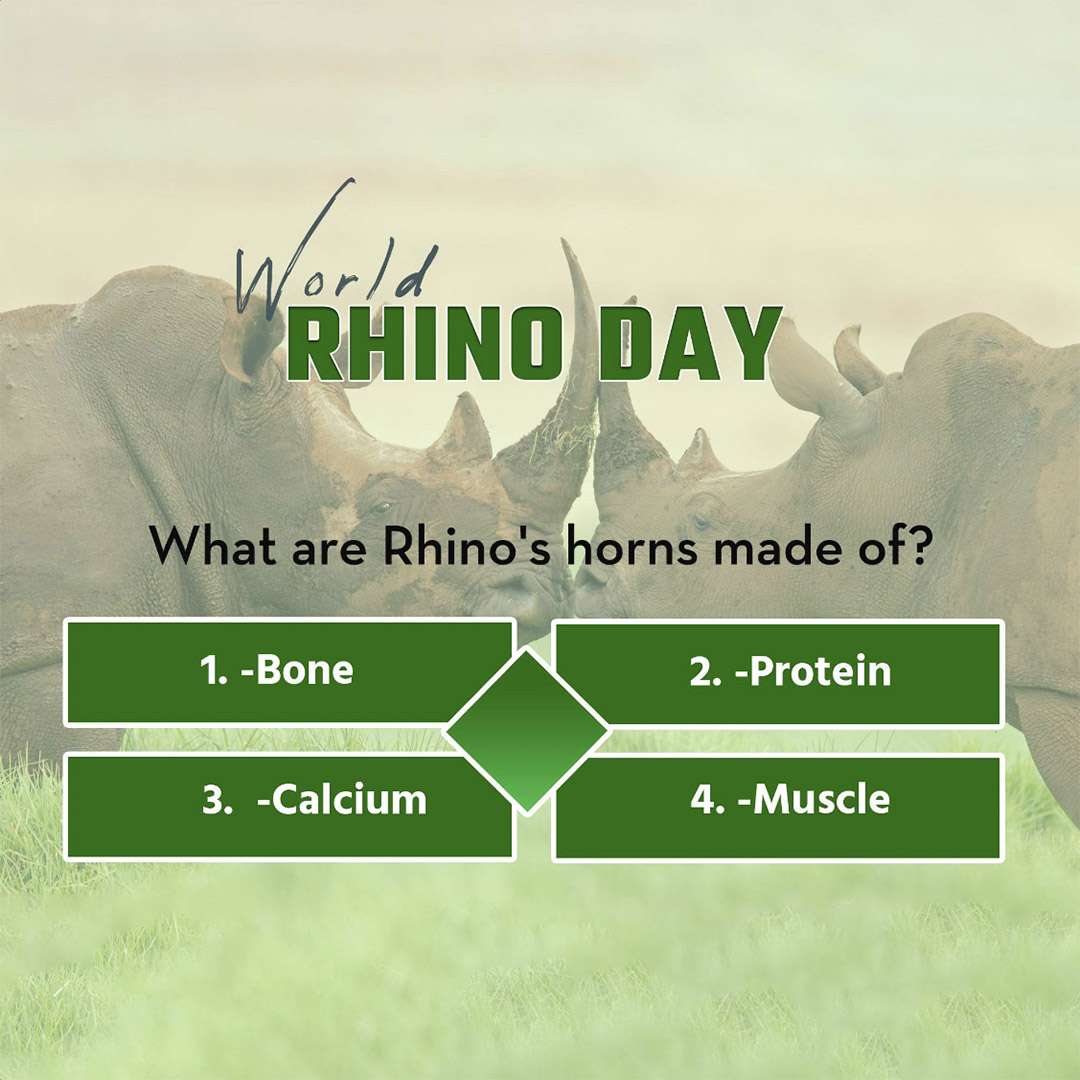 World Rhino Day