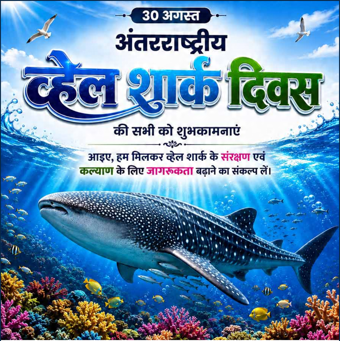 International Whale Shark Day