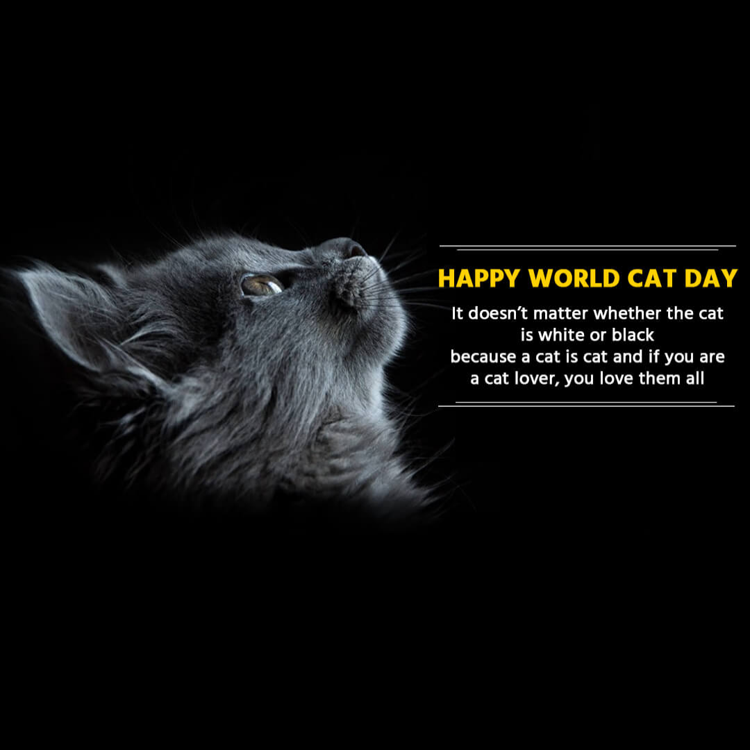 World Cat Day