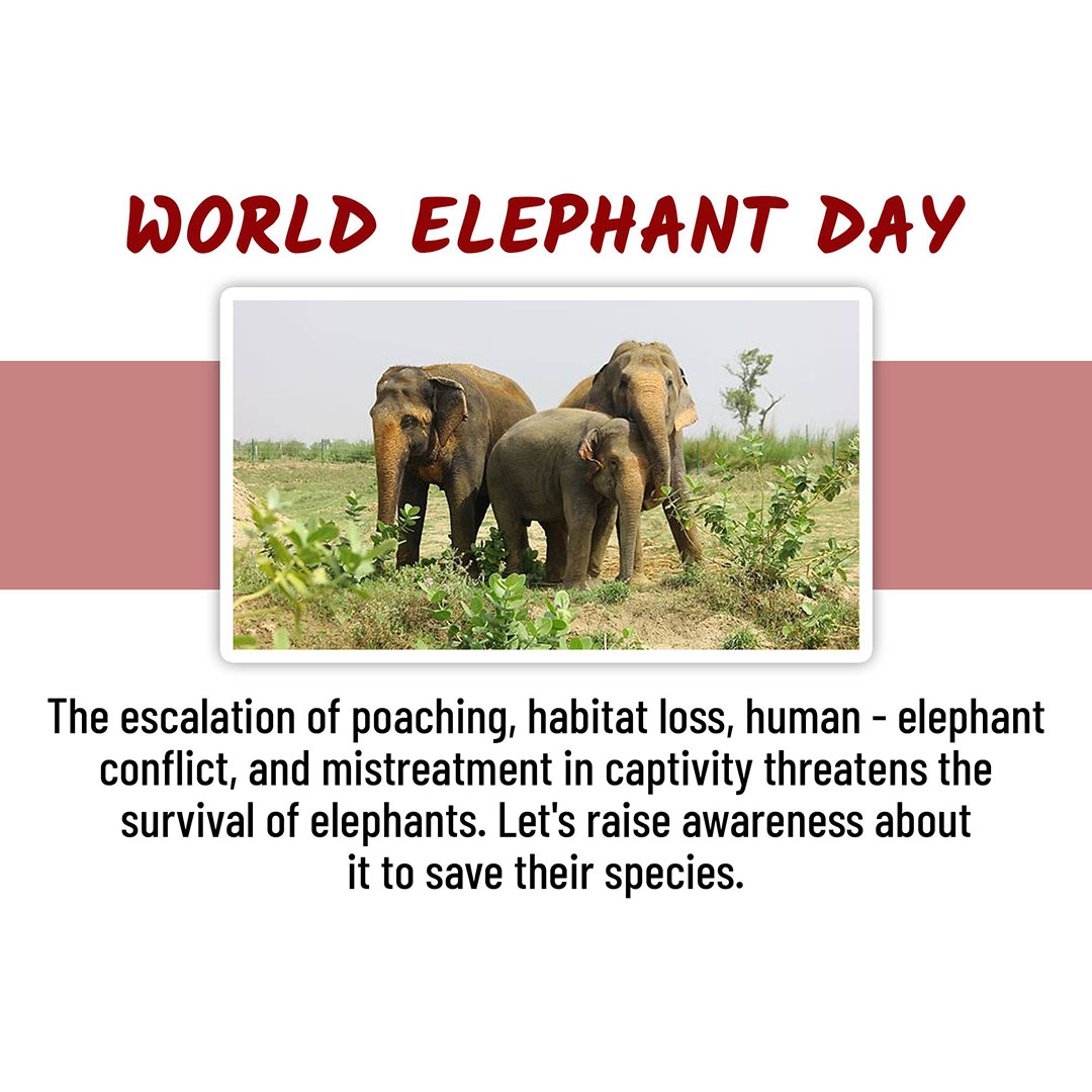 World Elephant Day